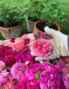 Rosskörd_The-Green-Guide-2022