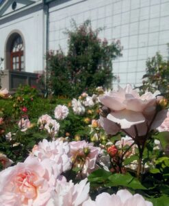 Tehybrider i blom på Waldemarsudde_The-Green-Guide-2022